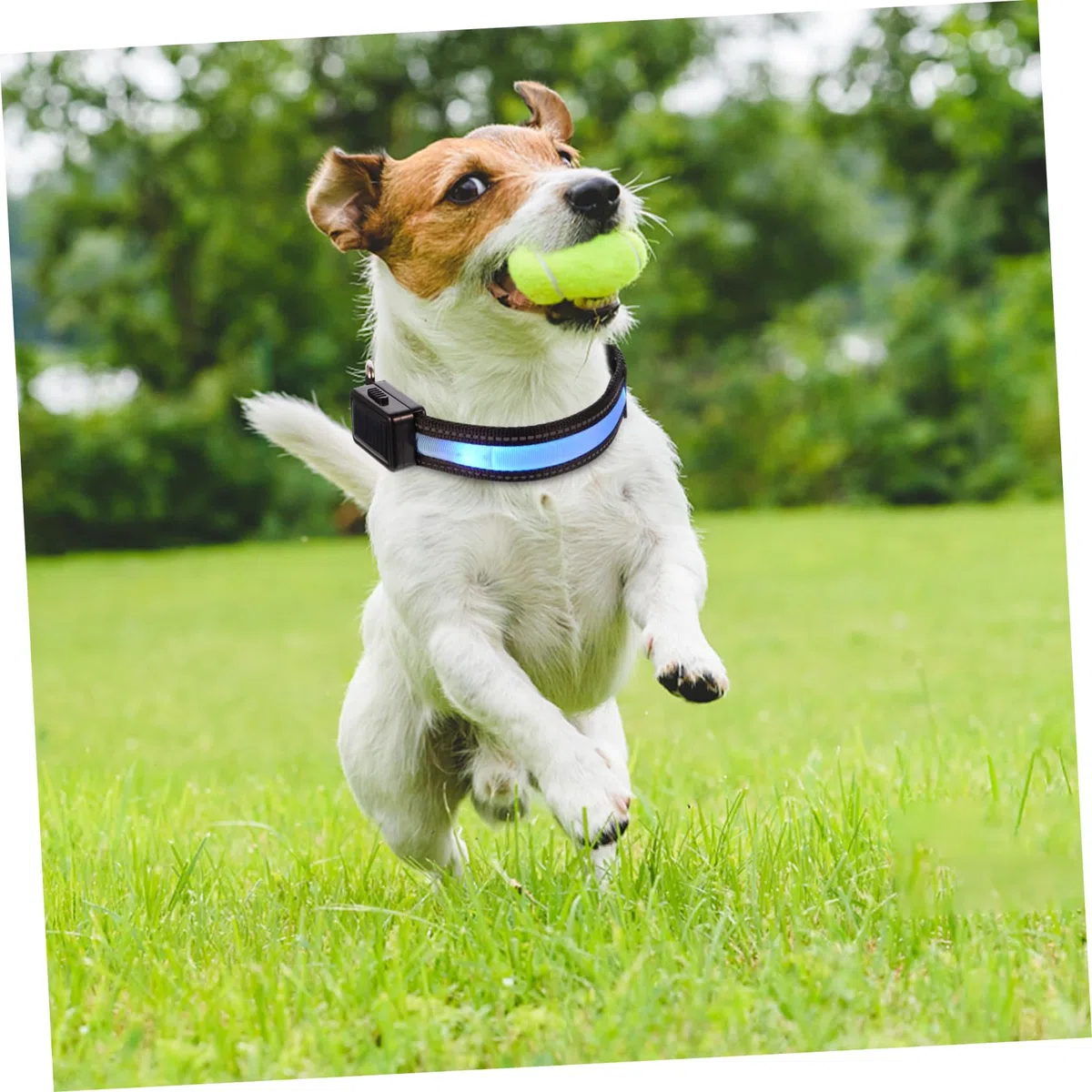 FRCOLOR 3 Juegos Collar De Brillo para Mascotas Collar De Perro Recargable USB Nuevos para El Hogar Brillante Pequeño Perro De Luz Led Plástico Dirigió Cuello
