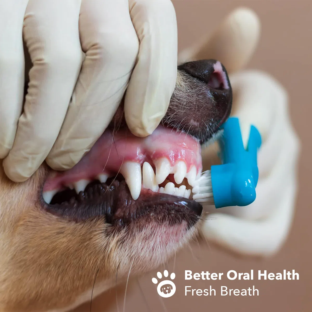 BOSHEL Juego de cepillos de dientes para perros, paquete de 8, incluye 6 cerdas de silicona + 2 cepillos de dientes para perros y gatos con cerdas de nailon, aprobado