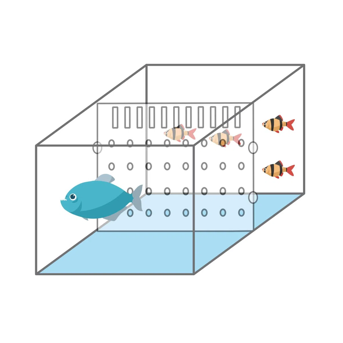 ICA Divisor para Acuarios Transparente y Flexible, Panel Separador Recortable para Peces, Ideal para Cría, Aislamiento y Cuarentena, Requiere Kit de Fijación Independiente, 60x60 cm