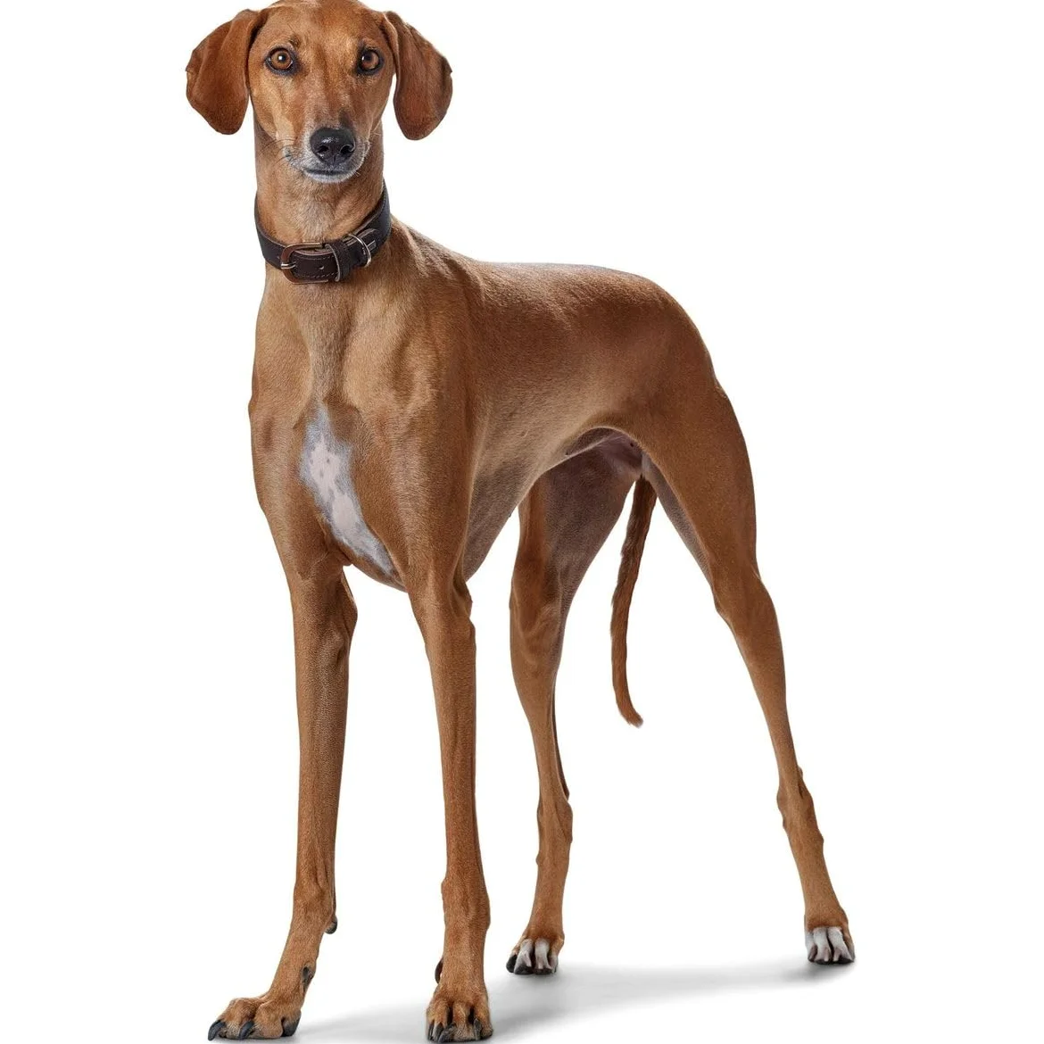 HUNTER Collar de Perro súper Suave, Cuero Softvoll
