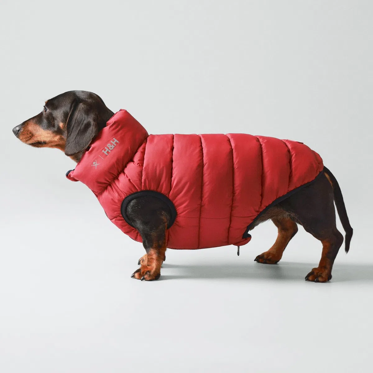 HUGO & HUDSON x Hackett Chaqueta Acolchada Reversible para Perros, Abrigo cálido de Invierno, Azul Marino y Baya, S35