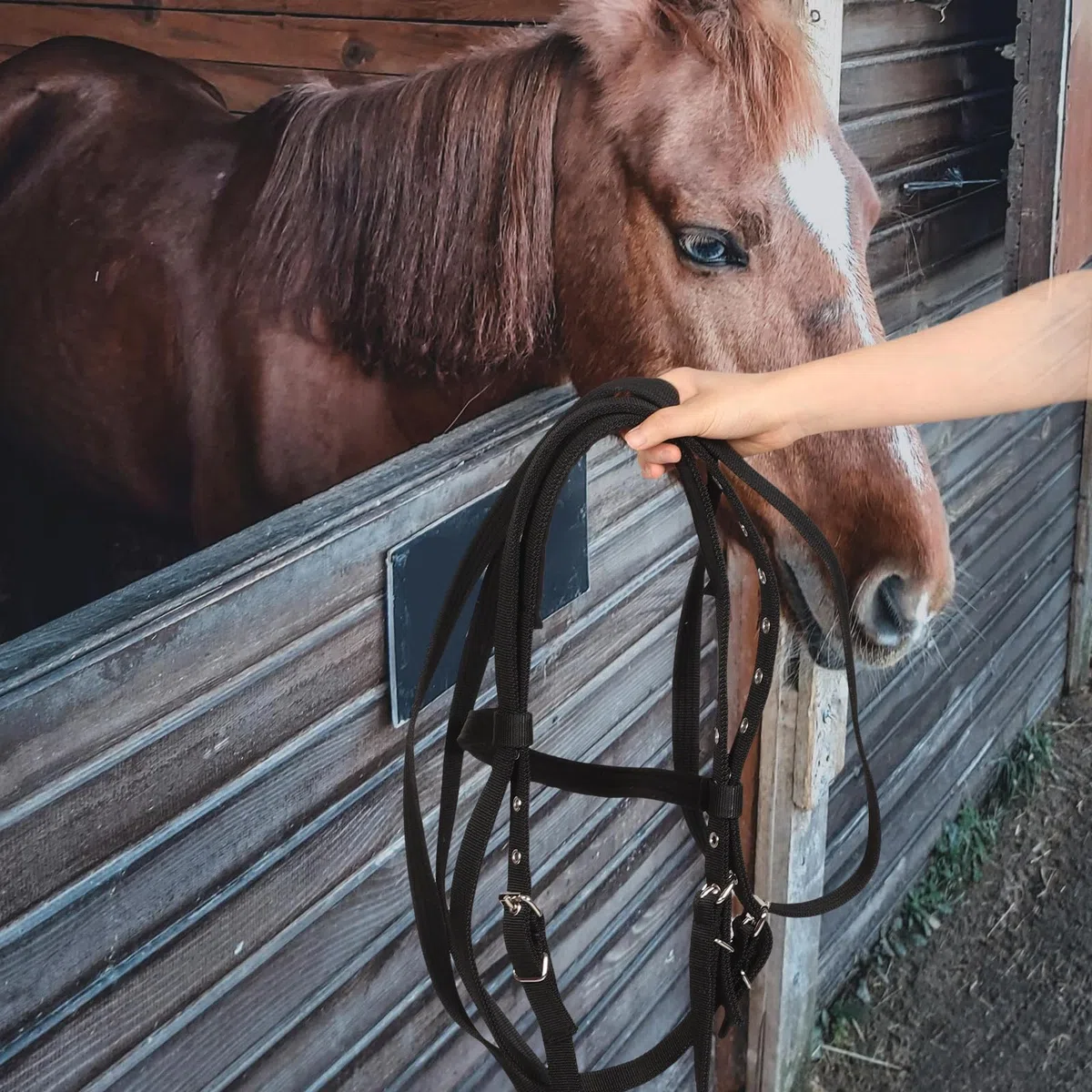 Cabestro de Cuerda para Caballo Negro Pequeño de Nylon para Montar