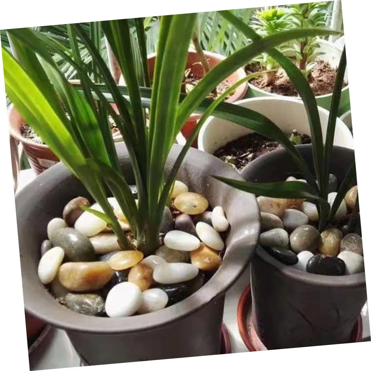 DOITOOL 3 Paquetes De Guijarros Decorativos Naturales Grava para Pecera Pequeñas Piedras Decorativas Plantas De Terrario Piedras Decoración De Pecera Guijarros Decorativos para