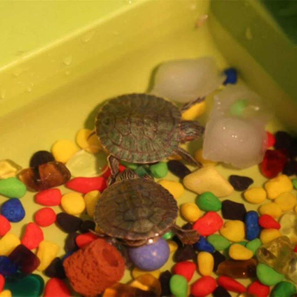 Terrario para Mascotas con Plataforma para Reptiles, diseño de Tortuga