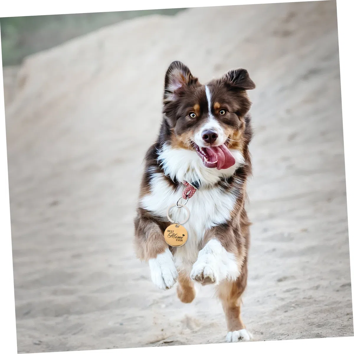 POPETPOP 16piezas Etiquetas De Identificación Para Mascotas De Acero Inoxidable Personalizadas Nombre y Símbolos Adecuadas Para Perros Gatos y Mascotas Pequeñas Resistentes y Duraderas