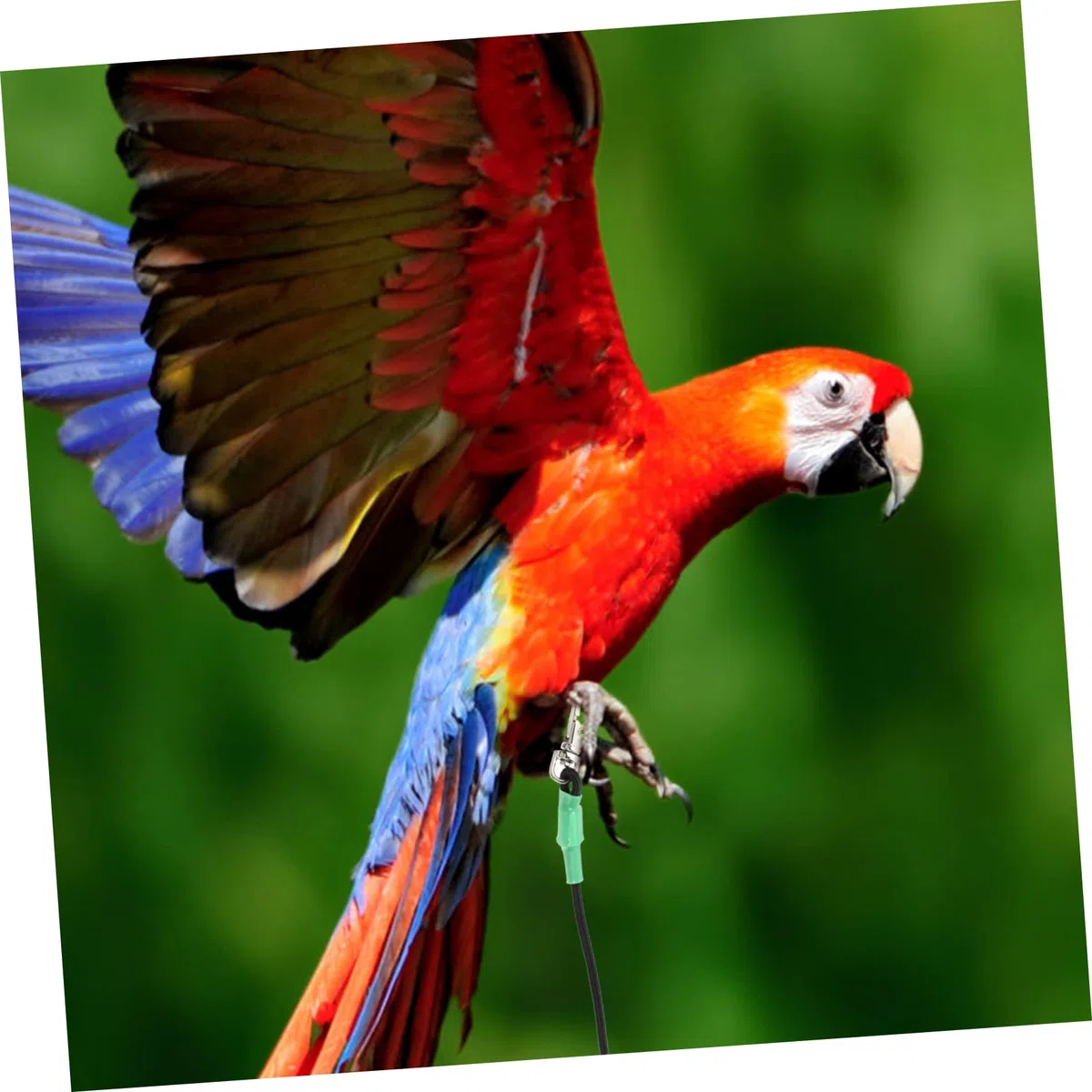 BESPORTBLE 2 Correas De Entrenamiento para Loros Y Pájaros Voladores Ideales para Exteriores.