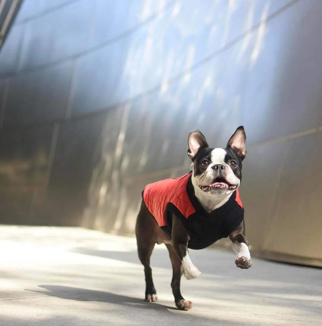 Gooby Fashion Acolchado Bomber Perro Chaleco con Pecho elástica
