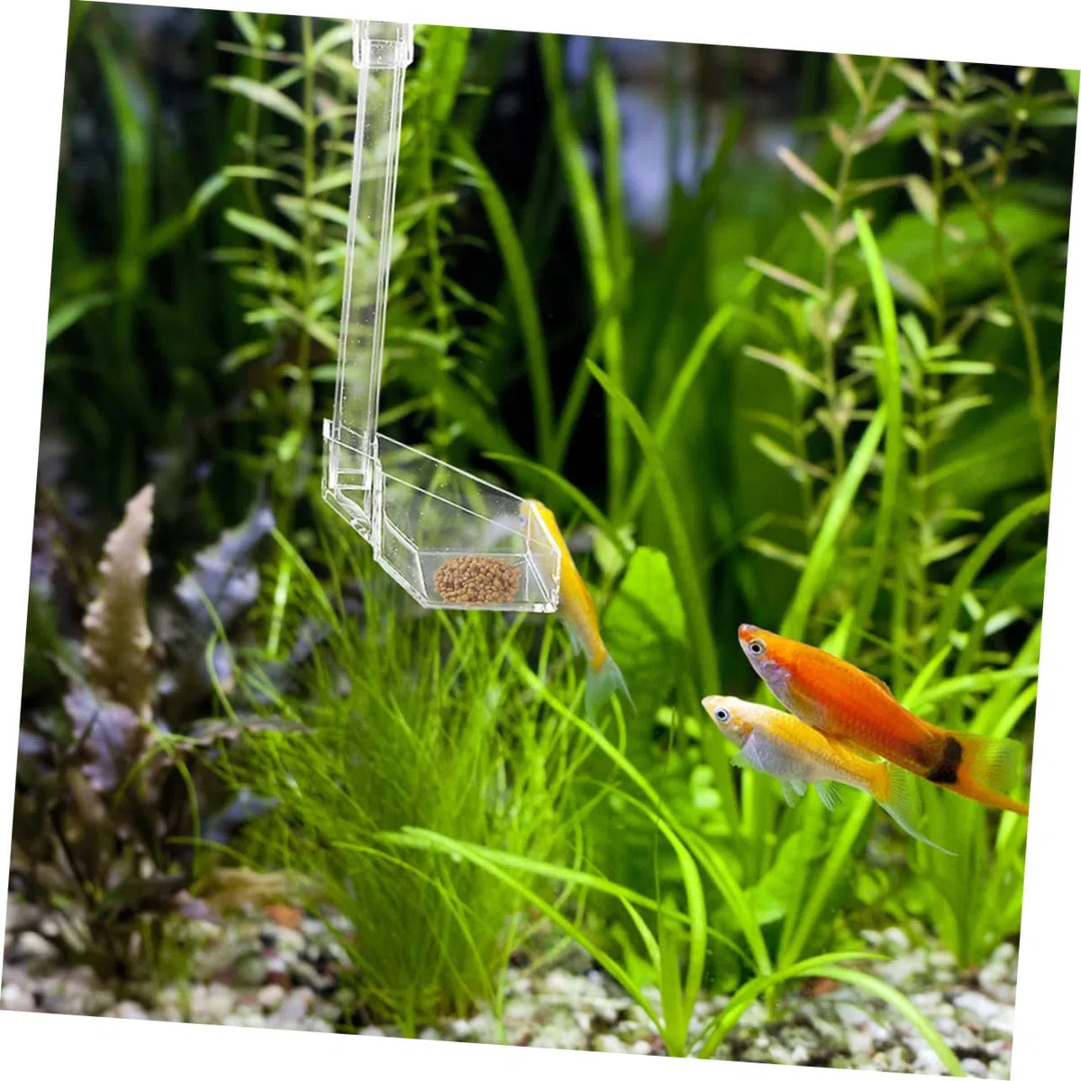 BESPORTBLE 3piezas Alimentador De Acrílico para Camarones Acuario Comedero Sólido para Peces y Camarones Suministros De Alimentación para Tanques