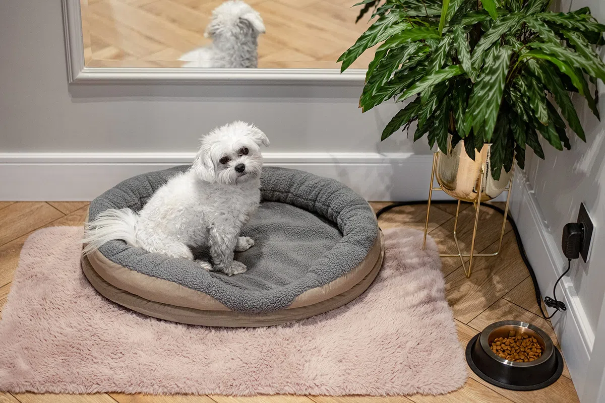 Camry CR7431 Cama para Perros y Gatos eléctrica calefactora Redonda 76x58cm, calefación para Mascotas, Lana sintética Suave, 18W, Blanco/Marrón