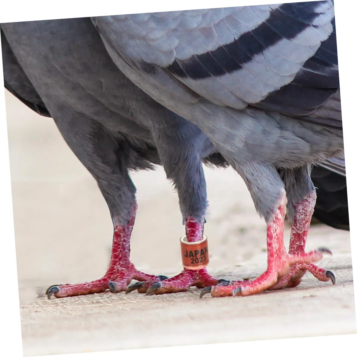 BESPORTBLE 400piezas Anillos De Identificación para Pájaro Anillas De para Palomas De Suministros para Distinción De Aves
