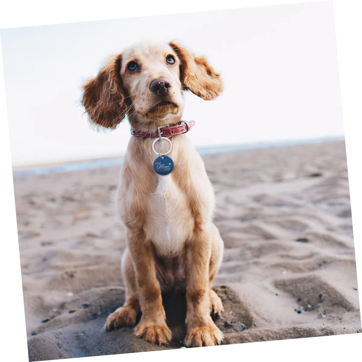 POPETPOP 16piezas Etiquetas De Identificación Para Mascotas De Acero Inoxidable Personalizadas Nombre y Símbolos Adecuadas Para Perros Gatos y Mascotas Pequeñas Resistentes y Duraderas