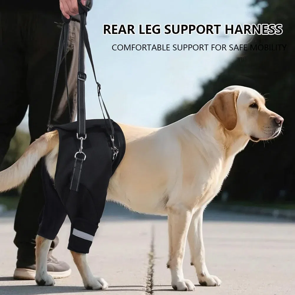 Silla De Ruedas Ajustable para Perros con Arnés De Soporte Trasero Y Resorte con Memoria, Ayuda Reflectante para La Movilidad De Perros Mayores con Displasia De Cadera, (m) Colour XL