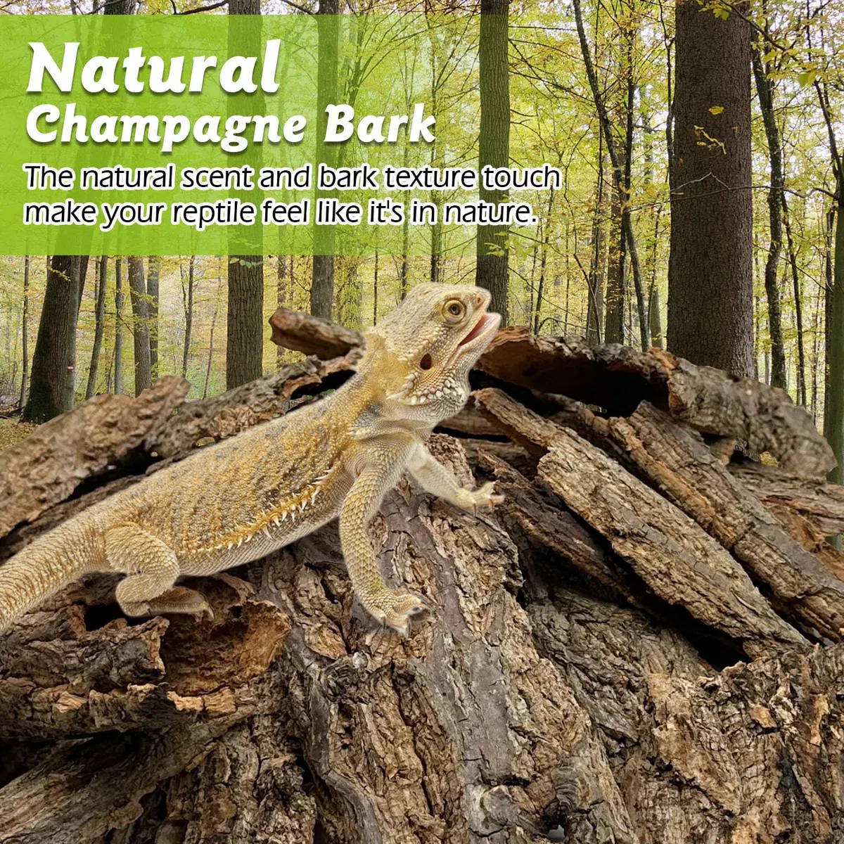 Corteza de corcho para reptiles a granel de 2 libras de madera de corcho para terrario, sustrato de terrario de corcho plano natural para dragón barbudo, serpiente, arañas, cangrejos ermitaños,