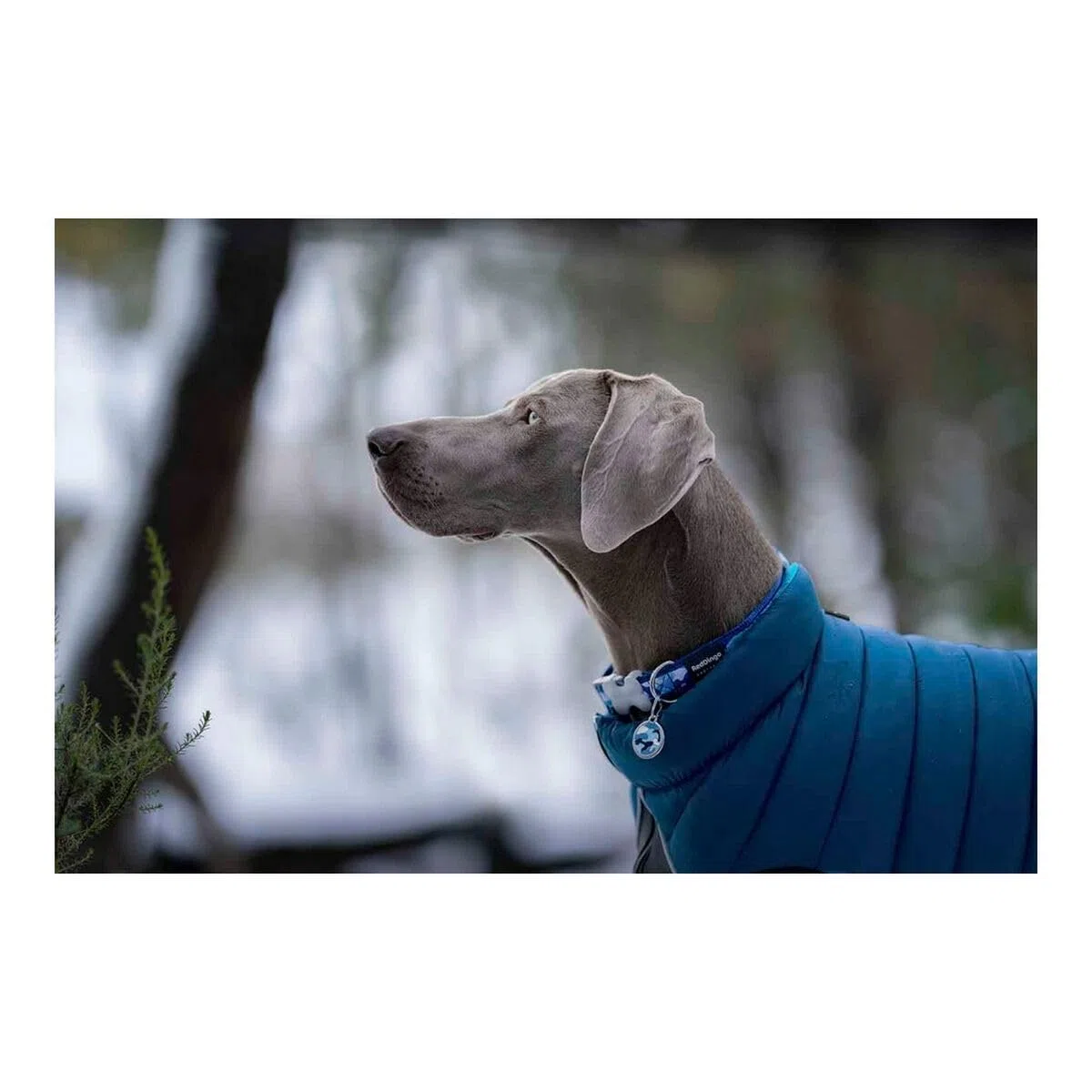 RED DINGO Abrigos y Chaquetas para Perros Abrigo Reversible Puffer Jachet