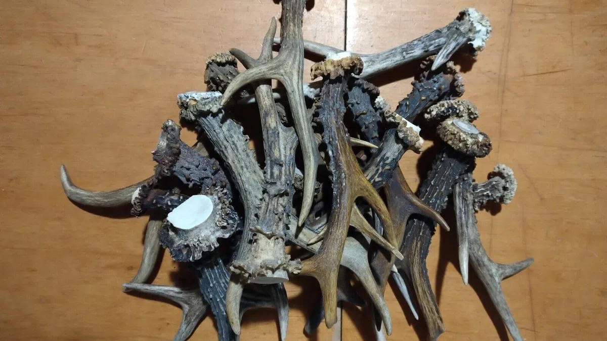 Juego de 20 cuernos de ciervo enteros, juguetes para perros, cuernos de caza de ciervos grandes