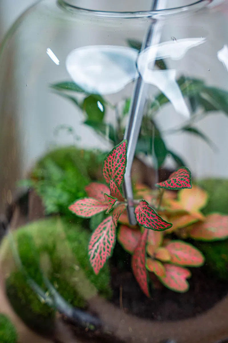 Pinzas para Terrario de Acero Inoxidable, Cuidado de Plantas, 26 cm