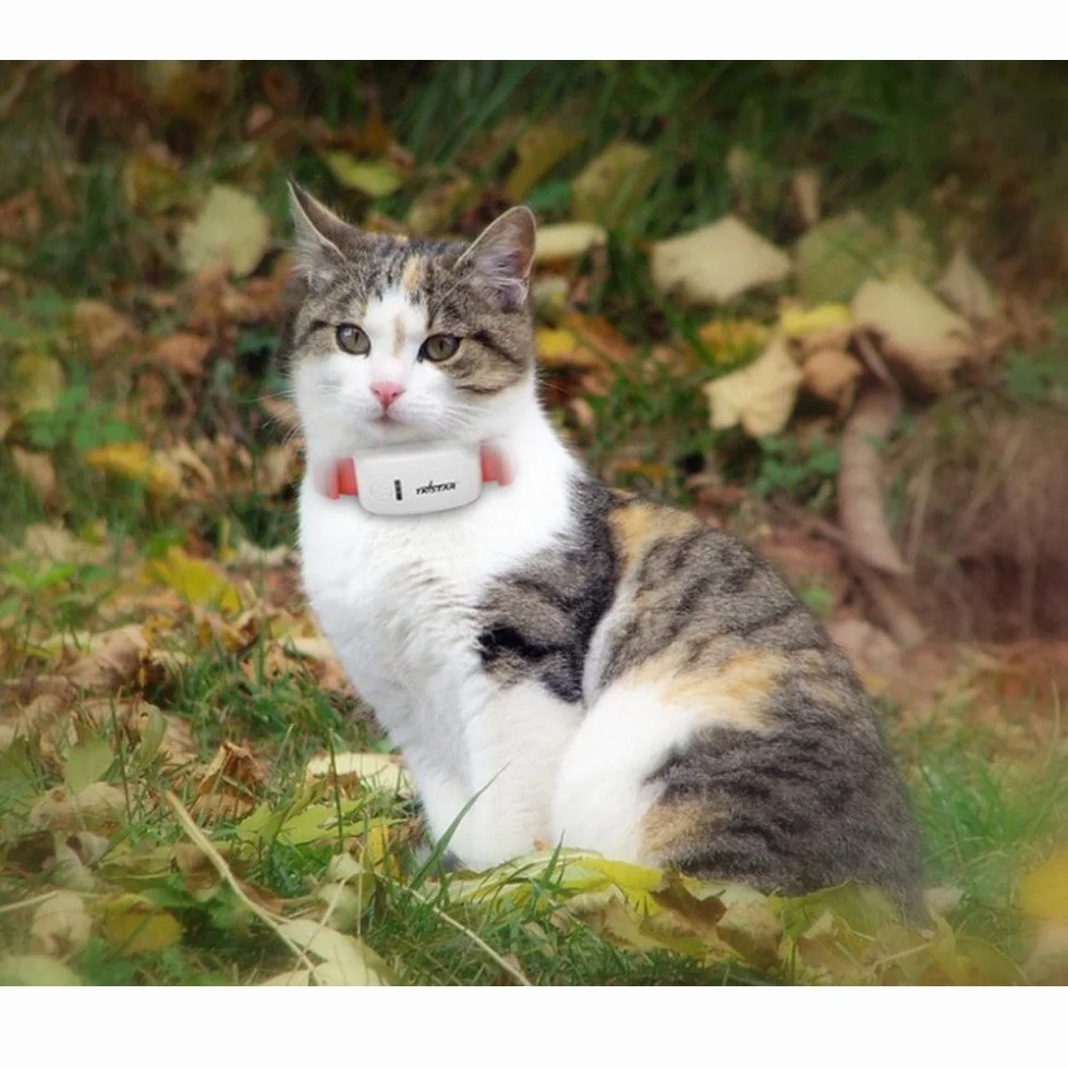 Localizador en Tiempo Real del GPS del Animal doméstico del localizador TK909 en Tiempo Real para el Dispositivo de Seguimiento del Cuello del Perro/del Gato del Animal doméstico
