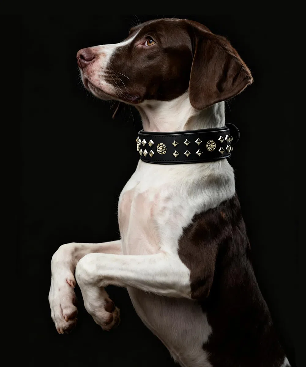 EliteGuard Collar de Perro Cuero 5,6 cm de ancho, Negro, M