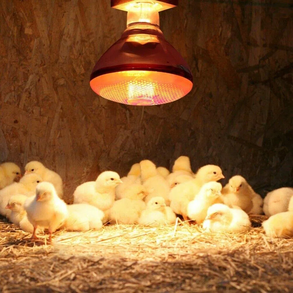 Bombillas De Calor Infrarrojas Rojas Lámpara De Calor Infrarroja para Pollitos Reflector De Inundación Infrarrojo Impermeable Foco Incandescente para Lechones Servicio De Alimentos Bombilla Criadora