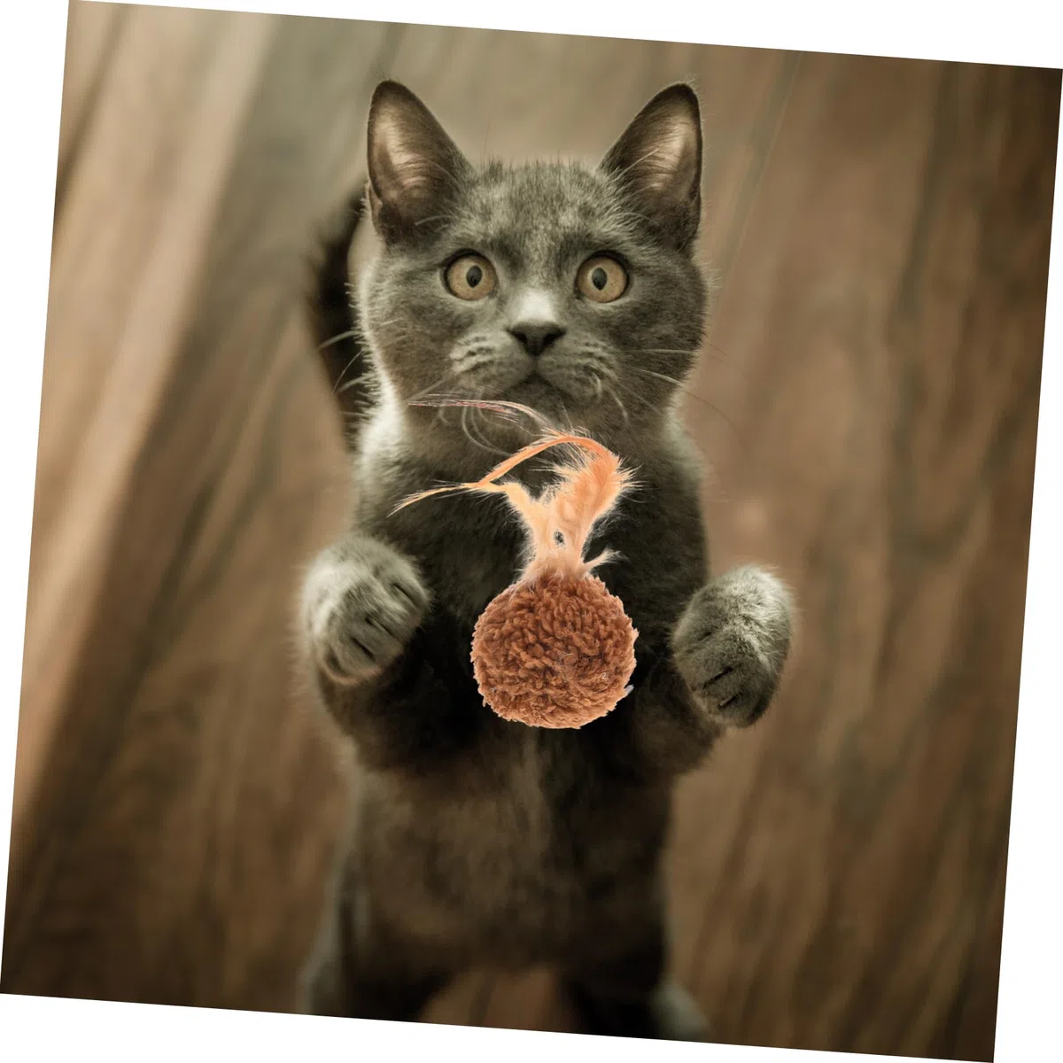 Didiseaon 27piezas Juguetes De Peluche para Gatos y Cascabel Accesorios Divertidos para Gatitos Juguetes Resistentes y para