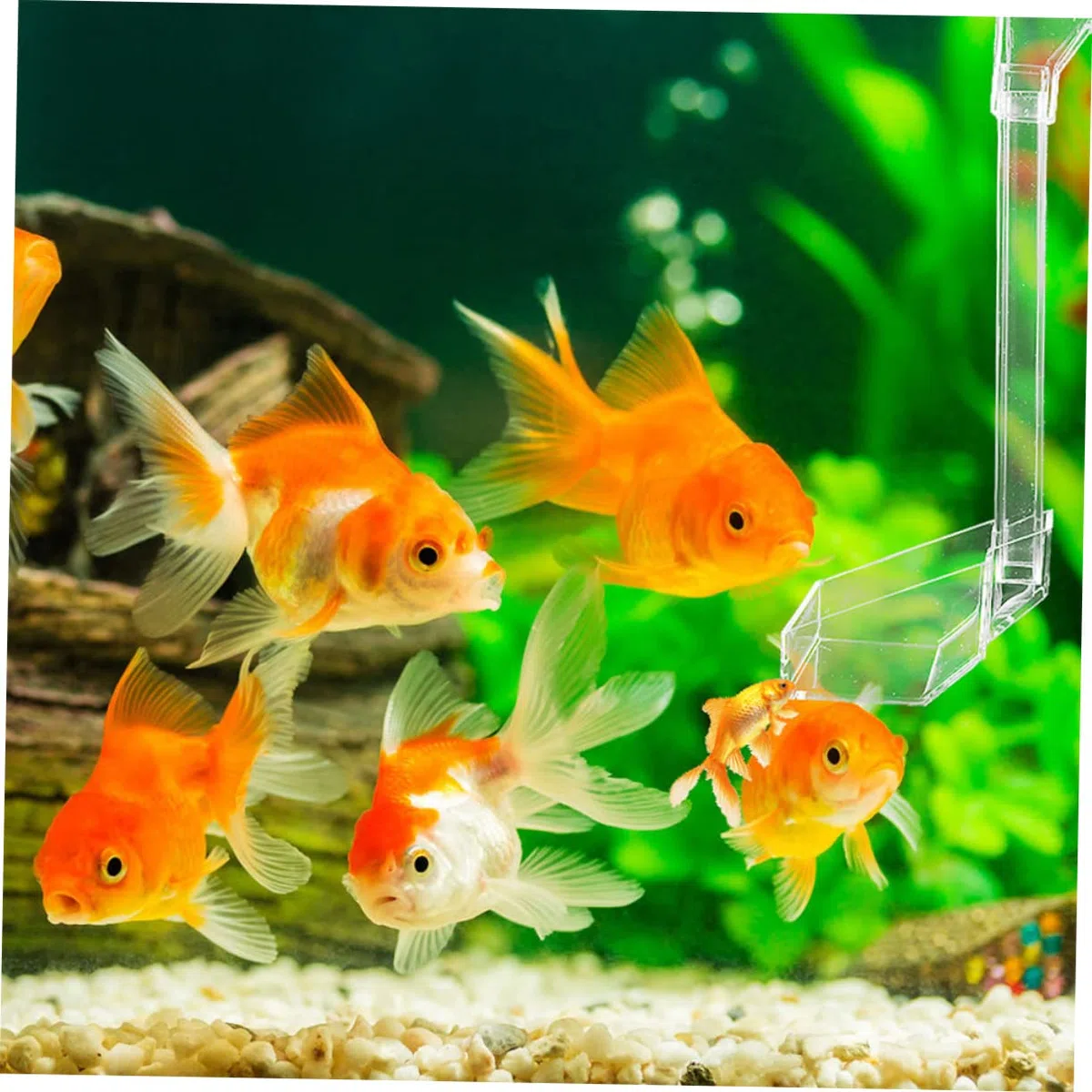 BESPORTBLE 3piezas Alimentador De Acrílico para Camarones Acuario Comedero Sólido para Peces y Camarones Suministros De Alimentación para Tanques