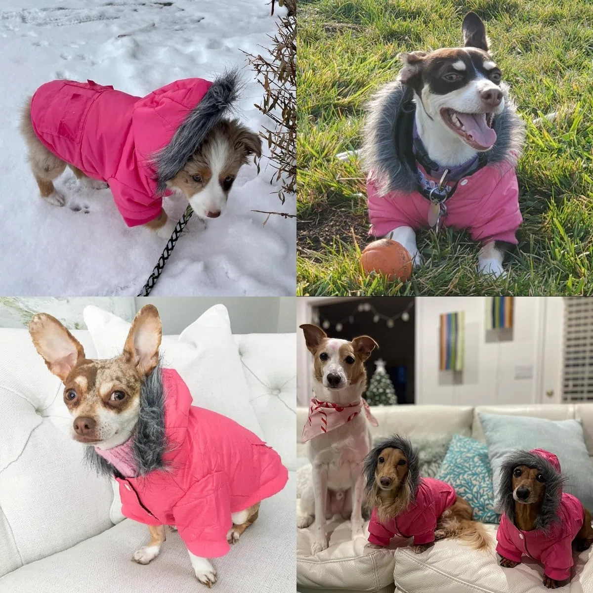 LESYPET - Abrigo para Perros de Razas pequeñas a Medianas con Capucha