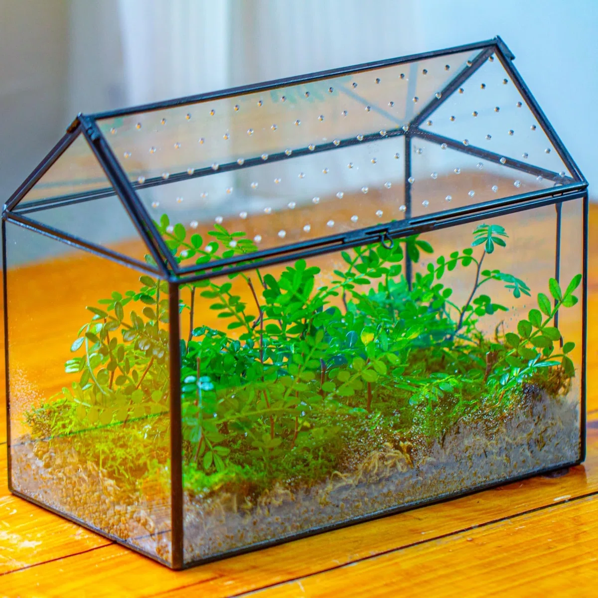 NCYP 26x15x21cm, Terrario de Cristal en Forma de Casa Con Tapa Acrílica, Caja Geométrica Grande Hecha a Mano para Caracoles, Suculentas, Plantas, Regalo DIY (Sólo Terrario)