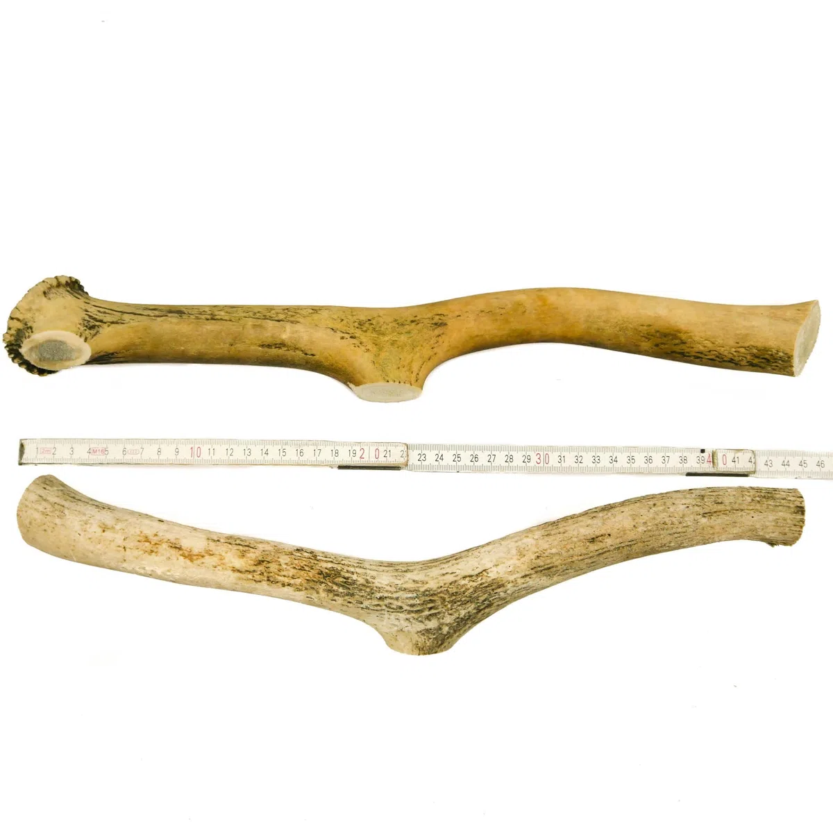 RF-Deer Asta de Ciervo Natural, Decoración Única, Juguete para Perros, Juguete de Masticar, Seguro para Perros, La Subasta Incluye la Venta de 1 kg (40-50 cm, 1-3 Piezas)