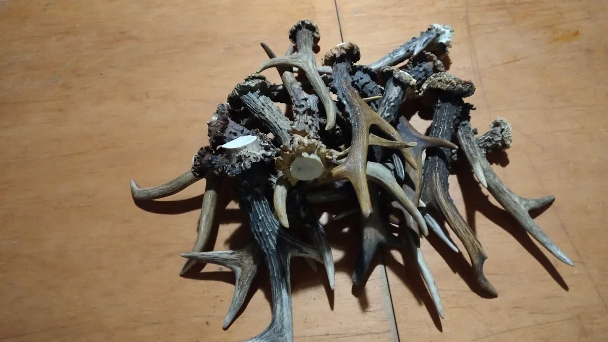 Juego de 20 cuernos de ciervo enteros, juguetes para perros, cuernos de caza de ciervos grandes