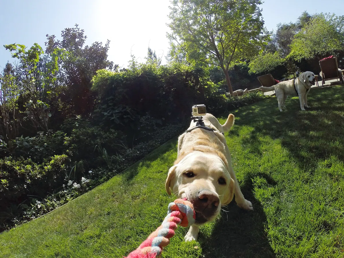 GoPro ADOGM-001 - Arnés para Perros, Color Negro