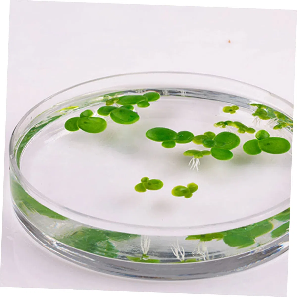 270piezas Plantas Acuáticas Artificiales para Acuarios Decoraciones Flotantes De Lentejas Falsas Ornamentales para Peceras y Tanques De Agua Diseño Natural y Aportan Vitalidad Al