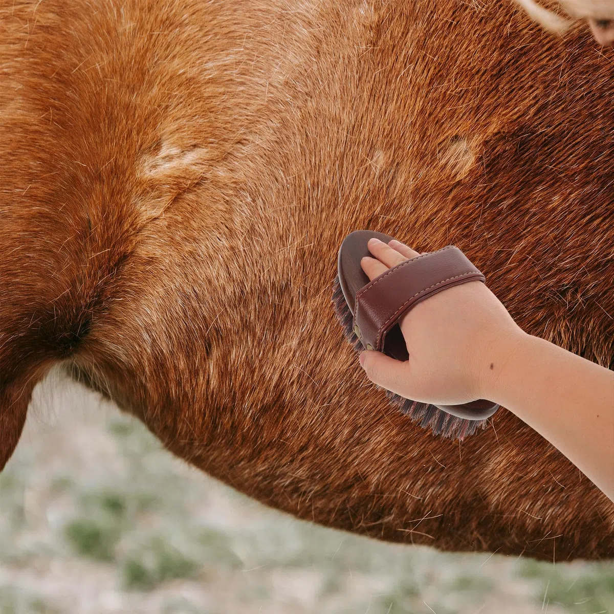 Cepillo para Caballo con Mango Ergonómico de Madera y Fibras Mixtas, Cepillo Ovalado para Limpieza Diaria y Cuidado Suave del Pelaje Equino