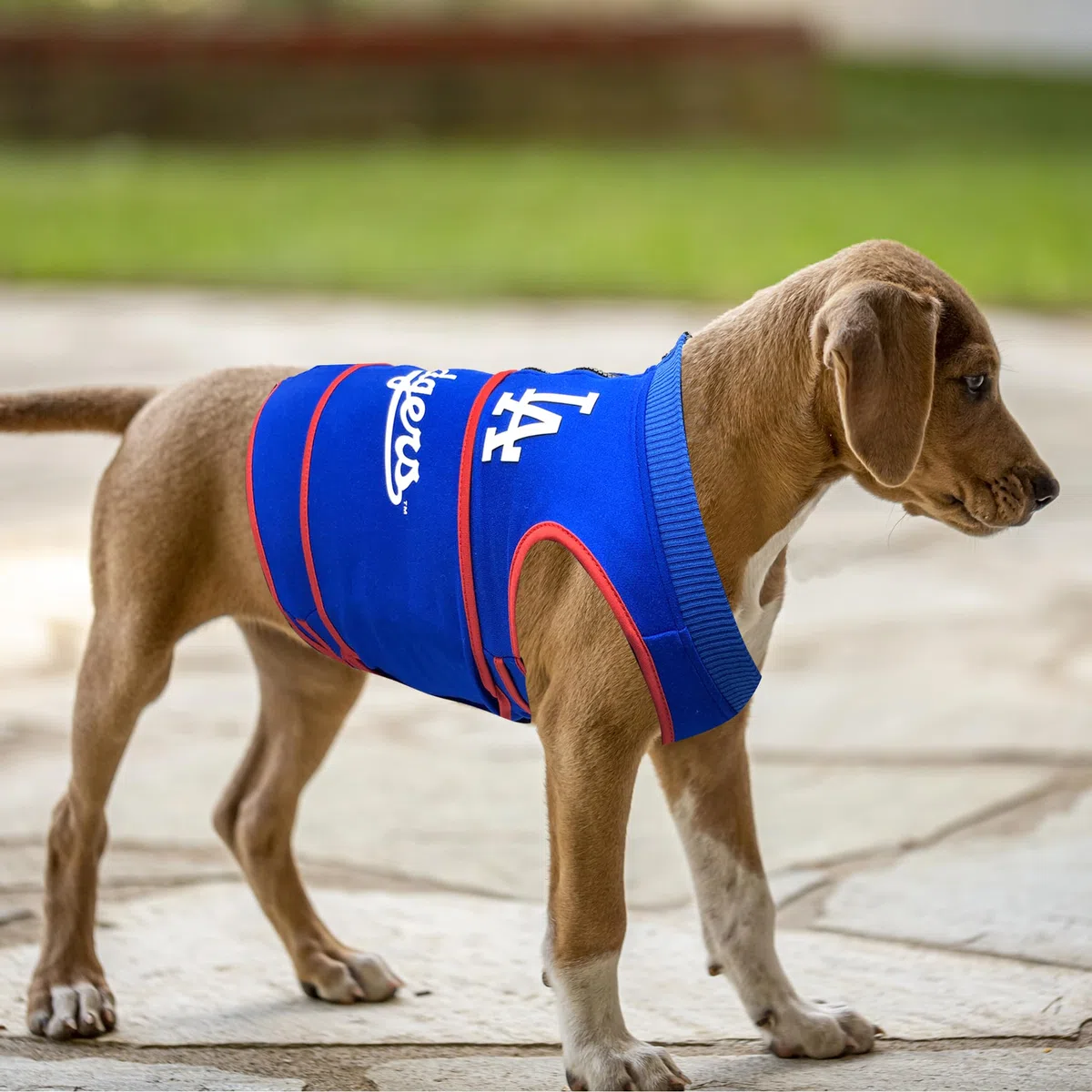 MLB Los Angeles Dodgers - Chaleco calmante para la ansiedad para perros y gatos con ansiedad, miedos, fuegos artificiales, ruidos fuertes, oscuro, solitario, mantiene a los perros tranquilos y seguros