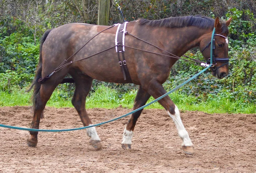 Ayuda para entrenamiento de caballo con rodillo de cuerpo, talla única, mazorca, pony, negro y marrón (morado)