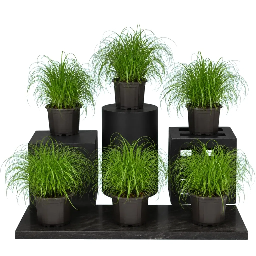 Pack de 6 Plantas Cyperus Alternifolius Zumula Hierba para Gatos | DECOALIVE | Maceta 12 cm | 25-30 cm de Altura | para Hogar con Luz Natural
