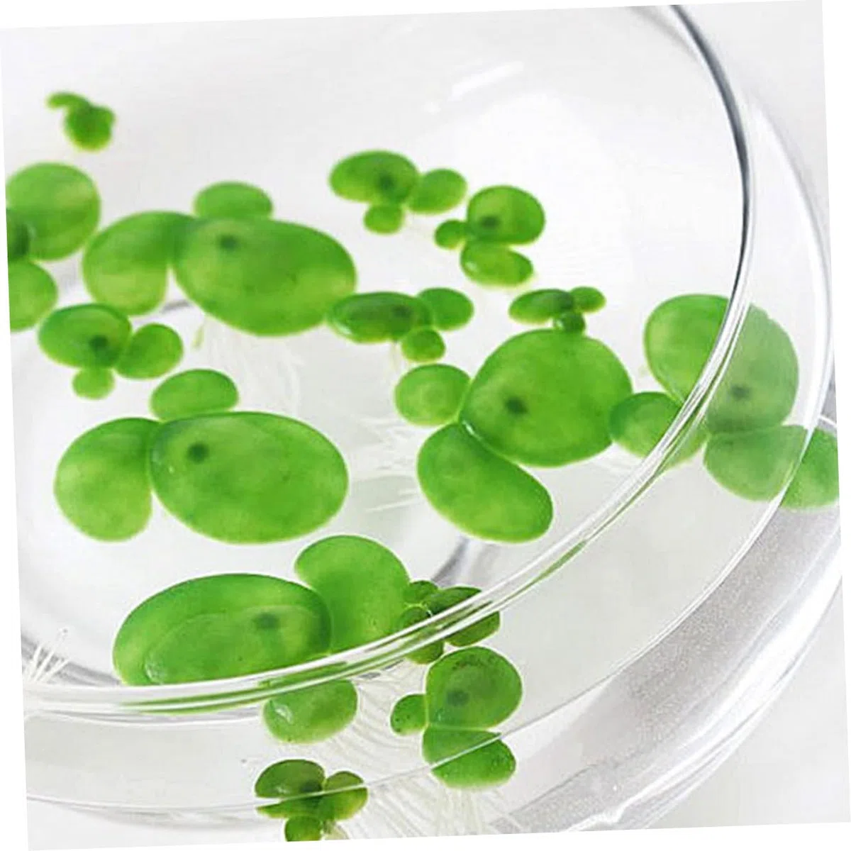 270piezas Plantas Acuáticas Artificiales para Acuarios Decoraciones Flotantes De Lentejas Falsas Ornamentales para Peceras y Tanques De Agua Diseño Natural y Aportan Vitalidad Al