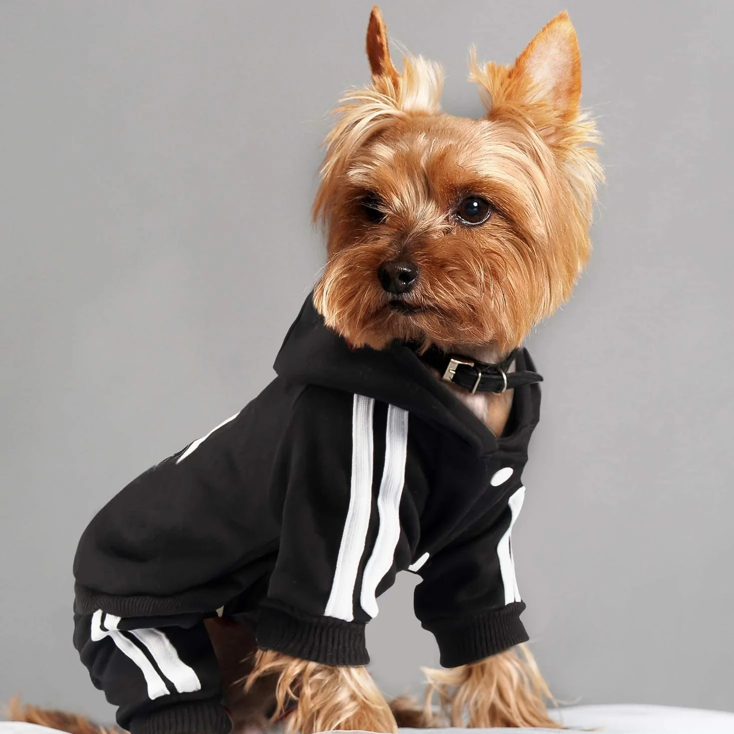 Traje lindo para mascotas, gato, perro, ropa con capucha, chaqueta de invierno, suéter de 4 patas, color negro, para cachorros, perros pequeños a medianos, niños y niñas (XS)
