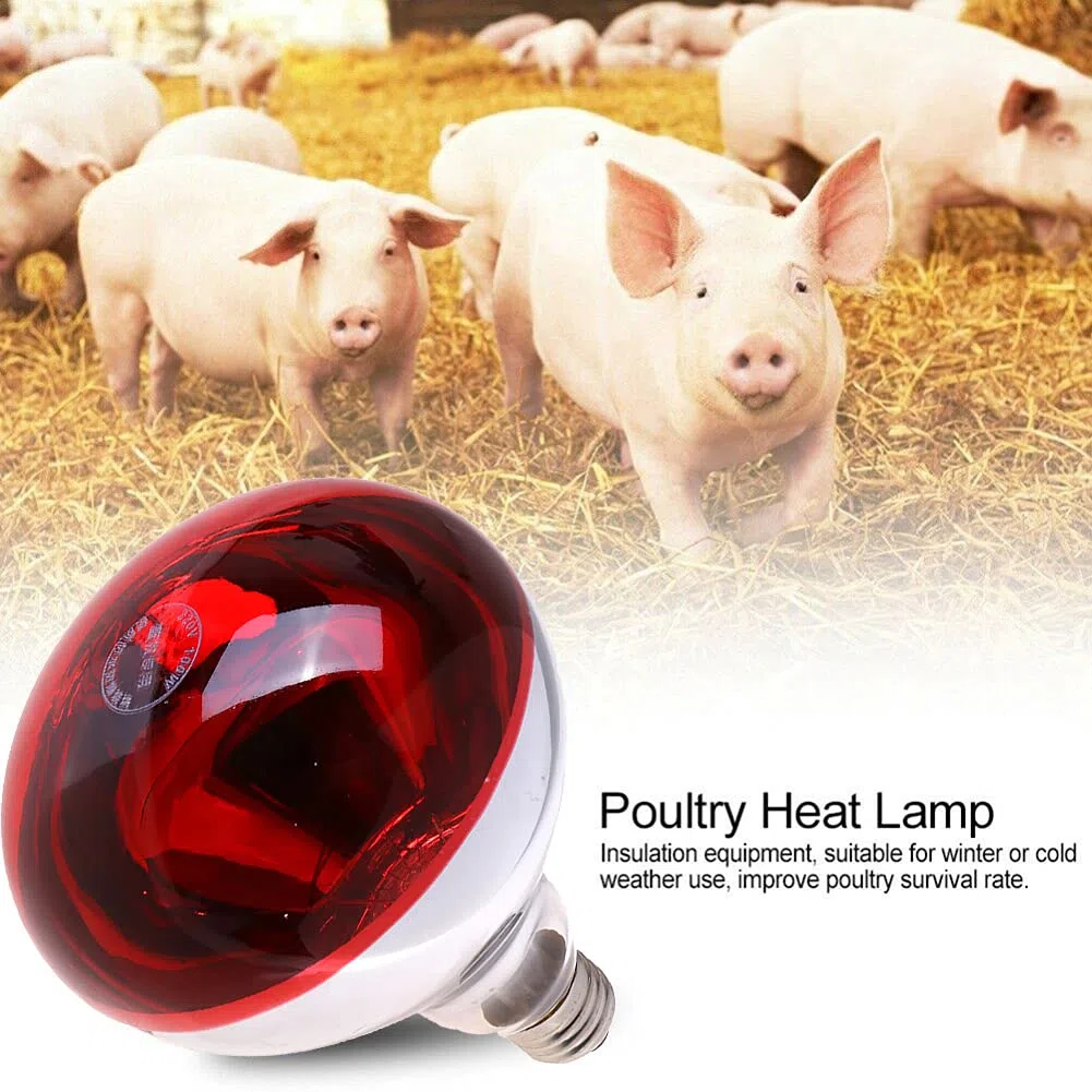 Bombillas De Calor Infrarrojas Rojas Lámpara De Calor Infrarroja para Pollitos Reflector De Inundación Infrarrojo Impermeable Foco Incandescente para Lechones Servicio De Alimentos Bombilla Criadora