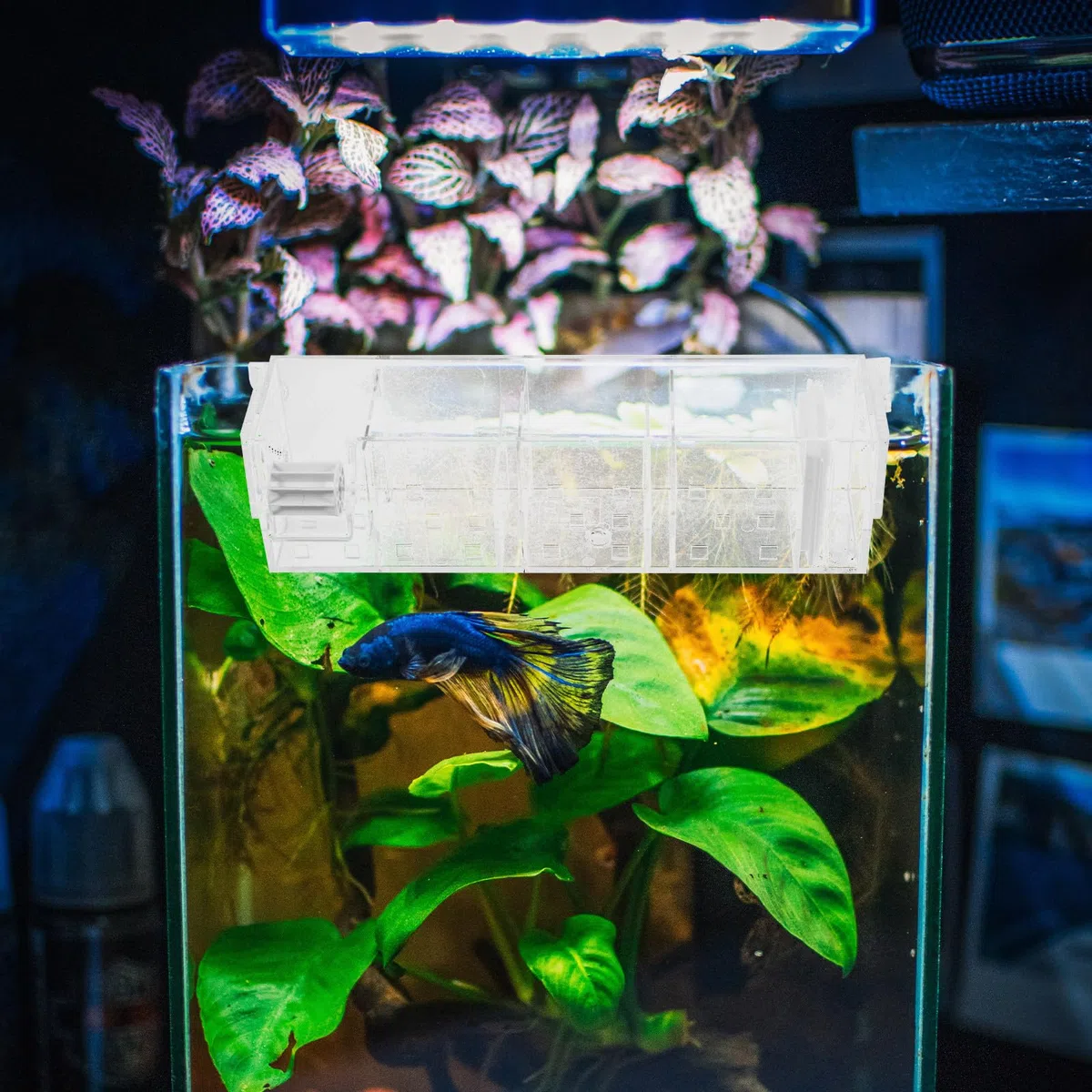 BESTYASH Caja de Filtro Transparente para Acuario con Bomba de Agua, Acrílico Duradero y Diseño Sencillo, Proporciona Oxígeno Abundante y Es Fácil de Usar Hogar