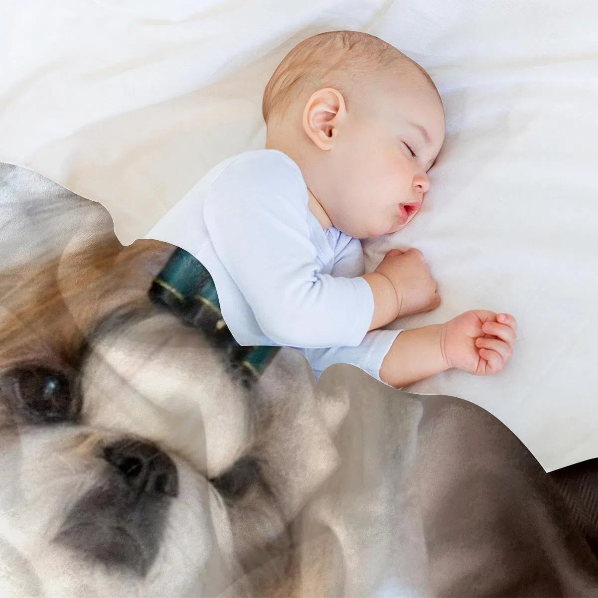 Manta de forro polar, súper suave, lujosa manta de cama Shih Tzu perro cachorro