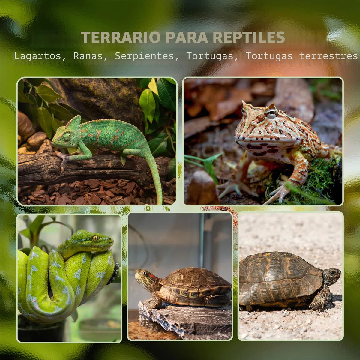 PawHut Caja para Reptiles, caja de cría de Reptiles, Hábitat de Terrario con Cierre de Seguridad por Rotación, Ventilación Frontal, Sin Montaje Requerido, 50 x 30 x 35 cm, Negro