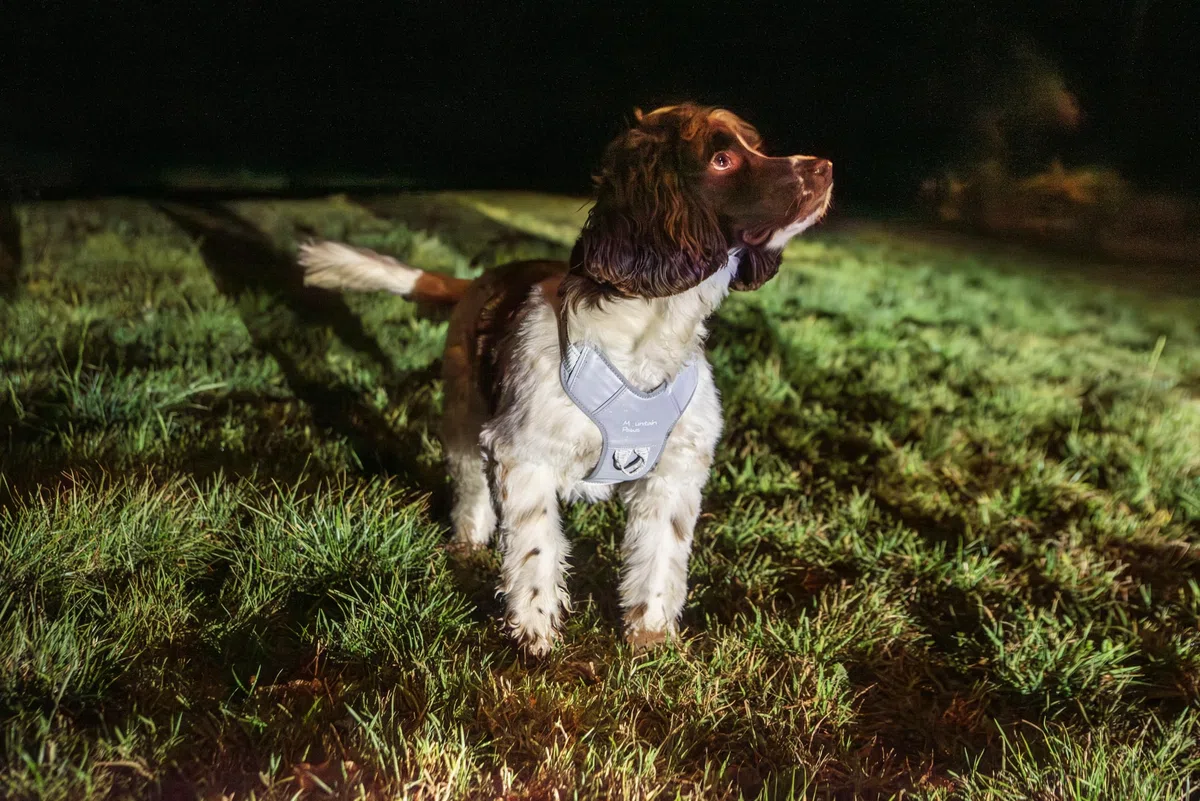 Mountain Paws Arnés para Perro, para Adaptarse a tamaños de Pecho de 45 a 108 cm, Acolchado de Espuma con Ribetes Reflectantes, Reflectante, Extra Grande