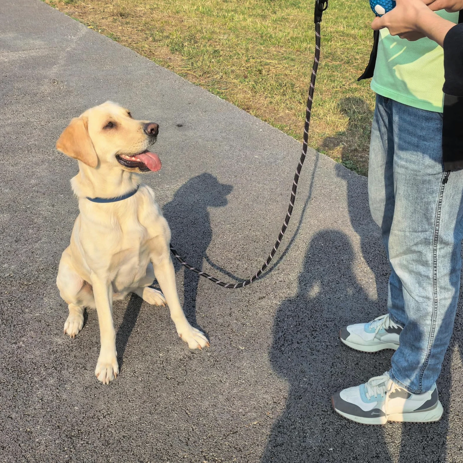 Zaler Correa resistente para perro con mosquetón, correa de nailon para mascotas para perros grandes y medianos (6 pies, azul verde)