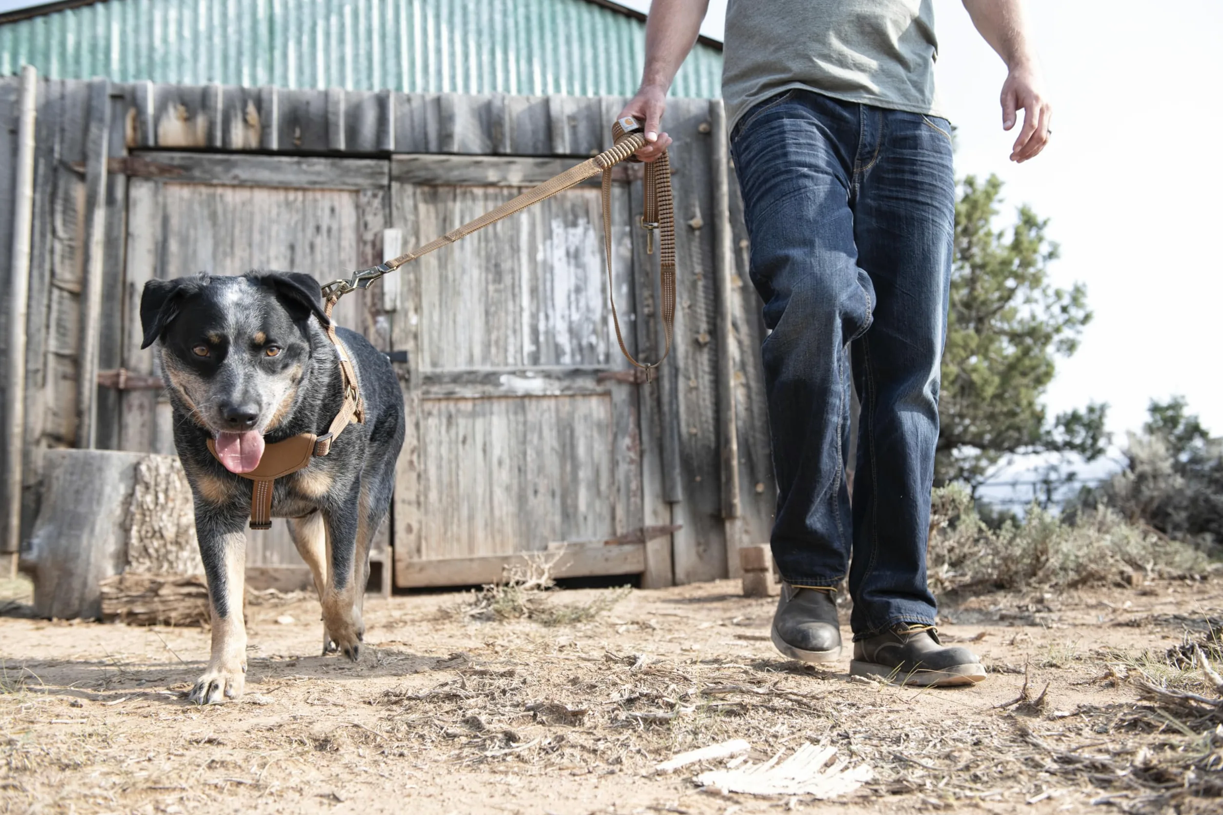 Carhartt Arnés de Entrenamiento para Perros de Nailon, Carhartt Brown, S