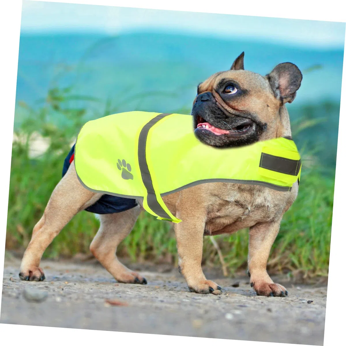 Sosoport 4piezas Chaleco Reflectante para Perros y Fluorescente Ropa De Alta Visibilidad para Mascotas para Actividades Nocturnas Aire Material Oxford