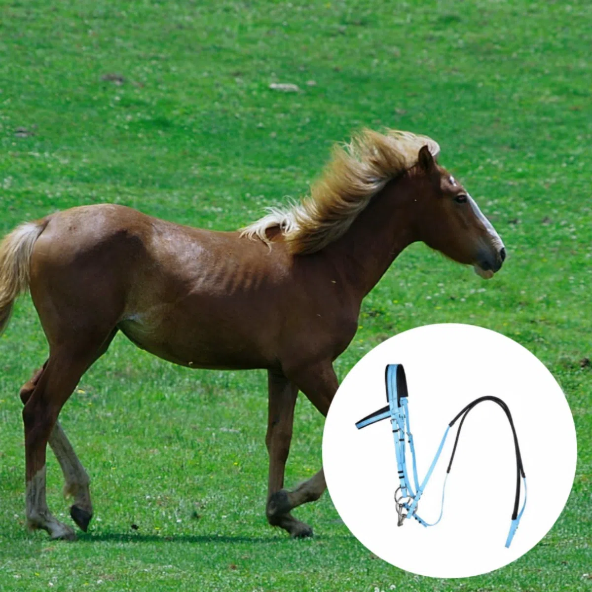 Brida para Caballo con Antideslizantes Cabezada Regulable Material de PVC Grueso Incluido Adecuado para Jinetes Profesionales y Paseos, Azul