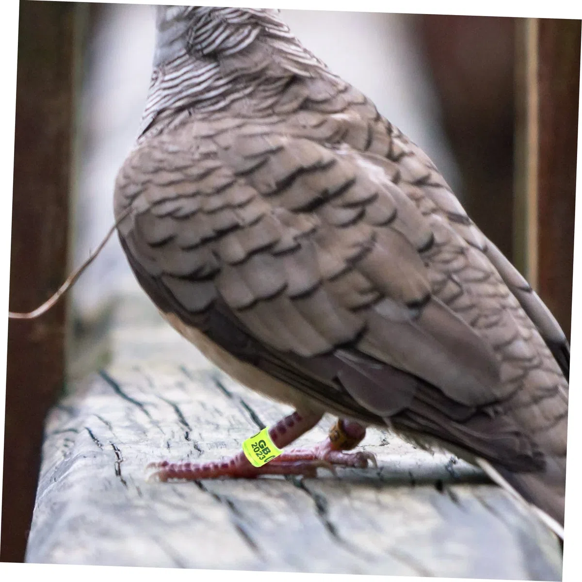 BESPORTBLE 400piezas Anillos De Identificación para Pájaro Anillas De para Palomas De Suministros para Distinción De Aves