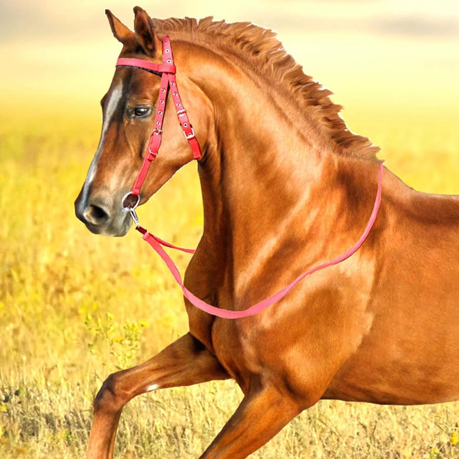 Cabeza de jaula de nylon pesada ajustable, Talla multicolora ajustable anatómica impermeable del caballo del PVC L for los caballos sobre el 1.35m(Lake Blue)