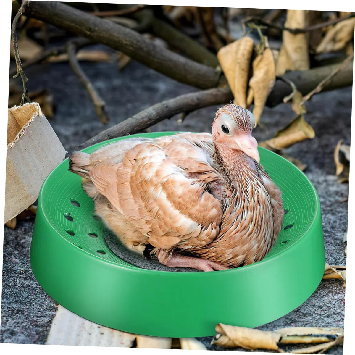 Cabilock 10 Piezas Caja Nido De Palomas Criadero De Aves Forro De Jaula De Pájaros Estera De De Cría Cajas Nido De Pollo Loro Paloma Suministros Pañales De Pollo Terrario Cola Larga