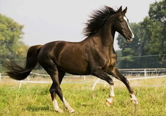 Virutas de madera absorbentes para animales caja de caballos avícolas roedores terrarios secos arena en balas de 400 litros